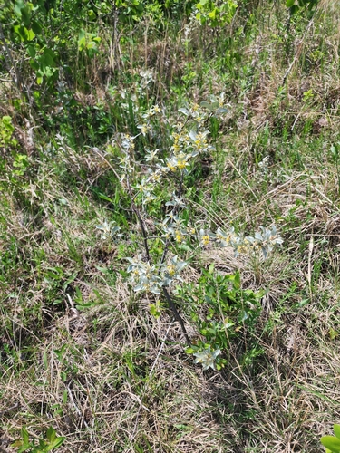 Silverberry (Elaeagnus commutata)