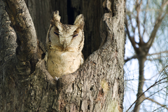 Collared Scops-Owl photo 2