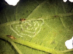 Aleurodicus dispersus