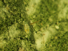 Aleurodicus dispersus