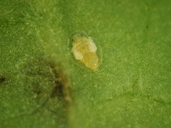 Aleurodicus dispersus