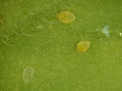 Bemisia argentifolii