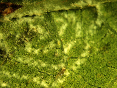 Aleurodicus dispersus