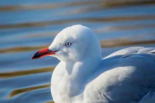 Red-billed Gull｜新西兰红嘴鸥 参考照片