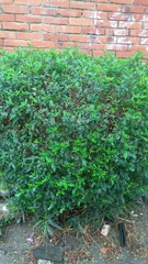 Zanthoxylum beecheyanum