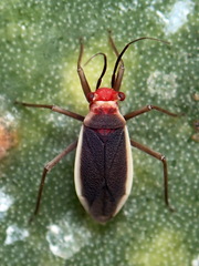 Hesperolabops gelastops