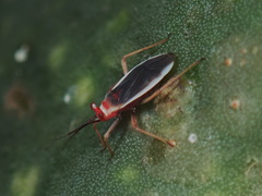 Hesperolabops gelastops