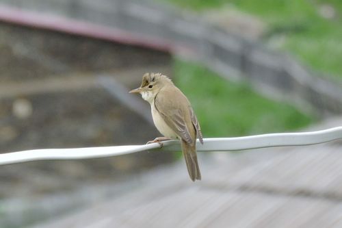 Trsteniarik obyčajný (Acrocephalus palustris)