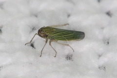 Xyphon reticulatum
