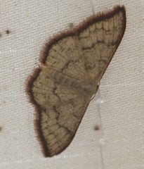 Idaea coercita