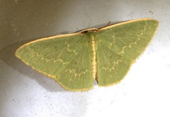 Chlorocoma melocrossa