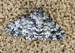 Myrioblephara desumpta