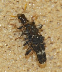 Scrobiger splendidus