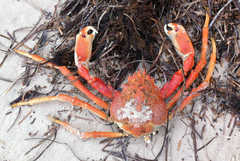 Leptomithrax gaimardii