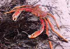 Leptomithrax gaimardii