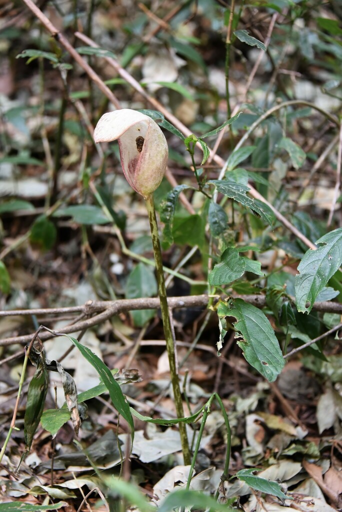 Amorphophallus corrugatus
