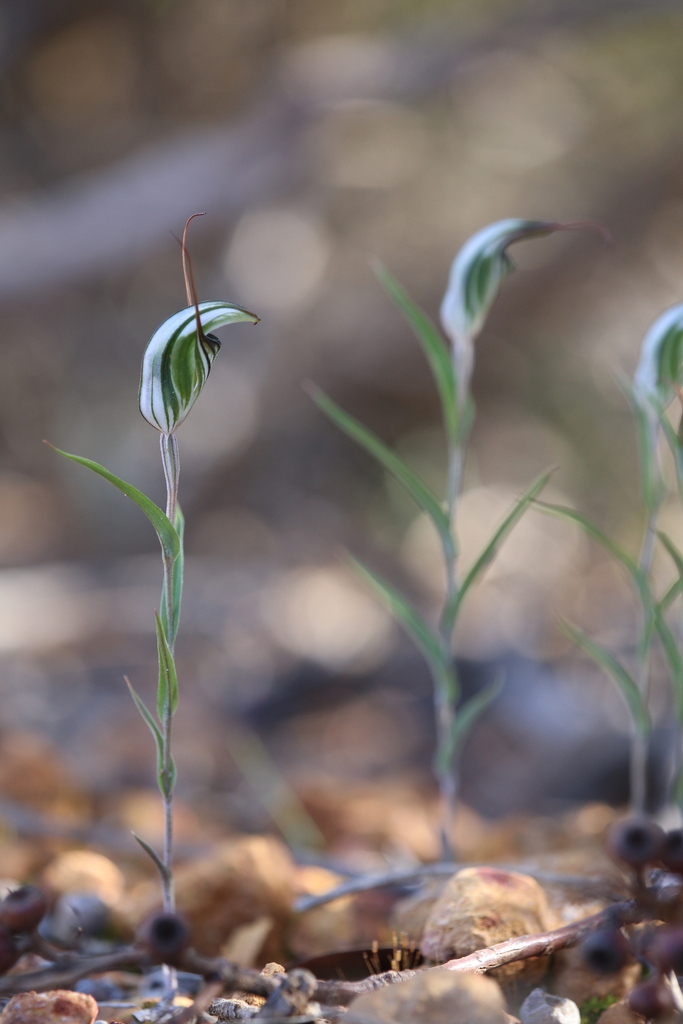 Pterostylis microglossa