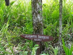 Juniperus barbadensis australis