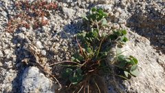Acmispon maritimus brevivexillus