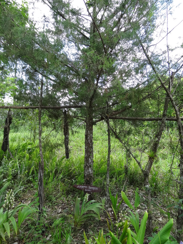 Juniperus barbadensis