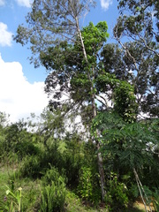 Juniperus barbadensis australis