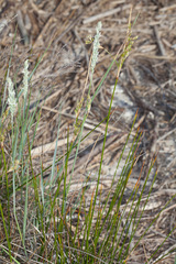 Elymus athericus