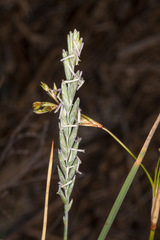 Elymus athericus