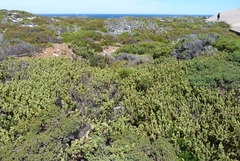 Lasiopetalum schulzenii