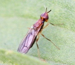 Psila