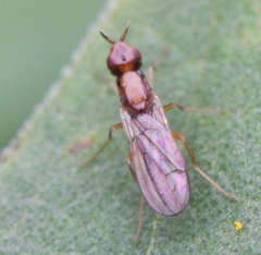 Psila