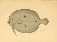 Threespot Sand Flounder photo 2