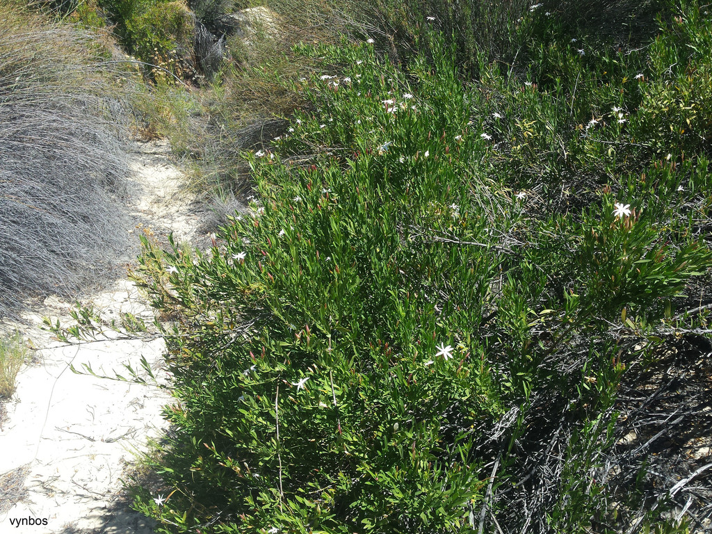 Jasminum glaucum, Koue Bokkeveld: Riet River Canyon, by vynbos