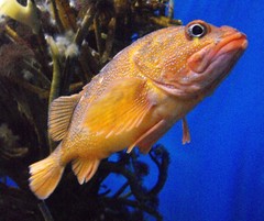 Starry Rockfish photo 2
