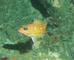 Starry Rockfish photo 4