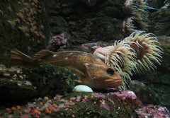 Starry Rockfish photo 3