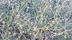 Brickellia frutescens