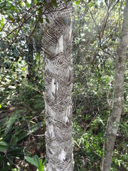 Coccothrinax orientalis