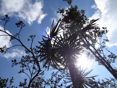 Coccothrinax orientalis