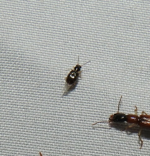 Bembidion affine photo 5