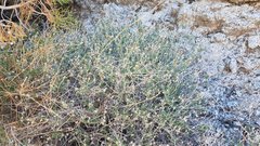 Brickellia frutescens
