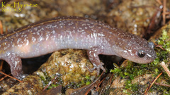Hynobius notialis
