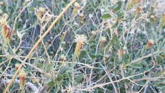 Brickellia frutescens