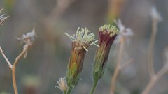 Brickellia frutescens