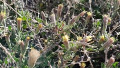 Brickellia frutescens