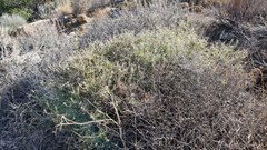 Brickellia frutescens