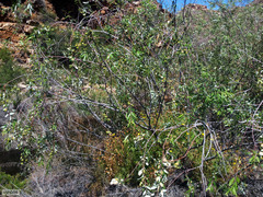 Salix mucronata