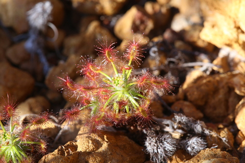 Drosera barbigera (Drosera barbigera)