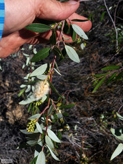 Salix mucronata