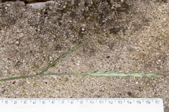 Elymus athericus