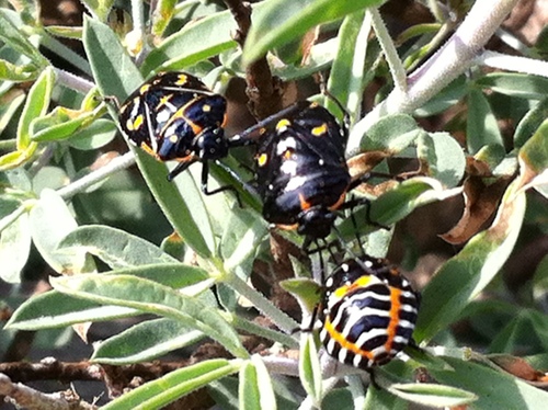 Photo of Harlequin Bug (Murgantia histrionica)